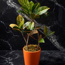 Aebersold Florist
