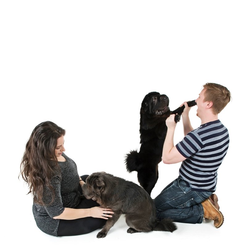 THE HOUND AND THE CAT Updated May 2024 14 Lombardy Way, Borehamwood