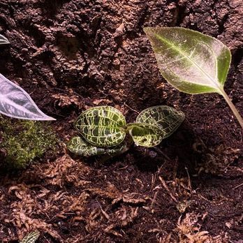 Jungle Box - Orchid - Nurseries & Gardening Near Me - Phoenix, Arizona