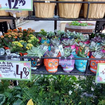 Trader Joe's - Succulents - Grocery Near Me - Orlando, Florida