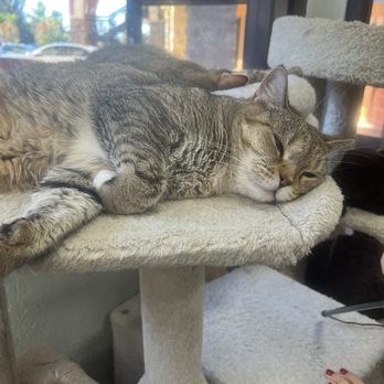 Meow Tea - cat sleeping - Bubble Tea Near Me - West Covina, California