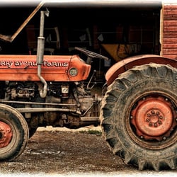 Cherry Avenue Farms - John  Carvalho