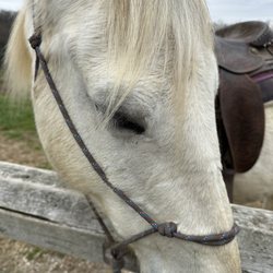 Joleen was the sweetest horse, she made feel like an experienced horse girl.