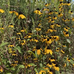 Strawtown Koteewi Park - 8/22/21