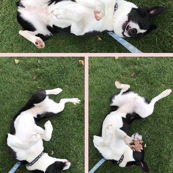 Valley Dog Training - Pet Training Near Me