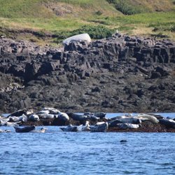 Freeport Whale & Seabird Tours
