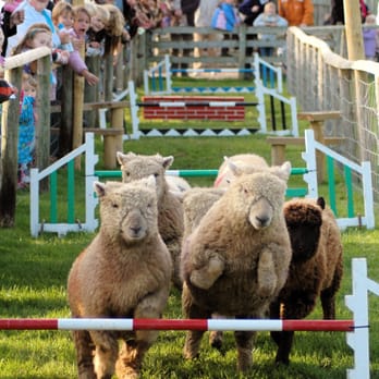 Fishers Farm Park - Amusement Parks Near Me - Billingshurst, WSX