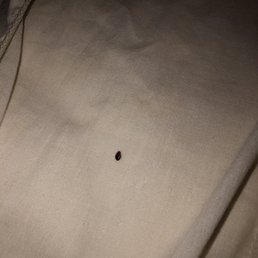 Bed bugs