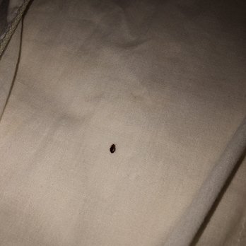 Geneva Motel Inn - Bed bugs - Hotels Near Me - St. Charles, Illinois