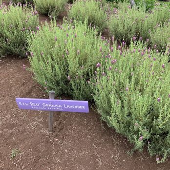 Ali'i Kula Lavender - Tours Near Me - Kula, Hawaii