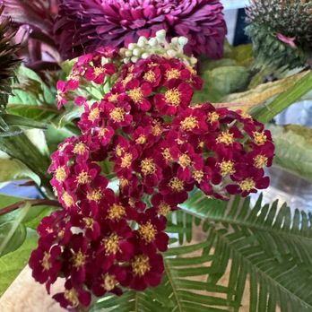 Wildflower & Fern - Red yarrow - Florists Near Me - Oakland, California Wildflower & Fern - Red yarrow - Florists Near Me - Oakland, California