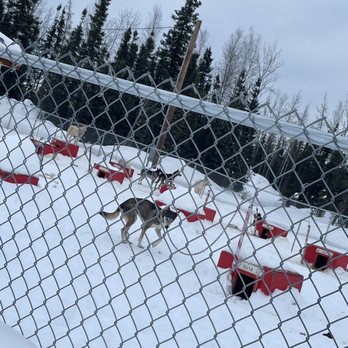 Rod's Alaskan Guide Service - Chained up dogs - Fishing Near Me - North Pole, Alaska