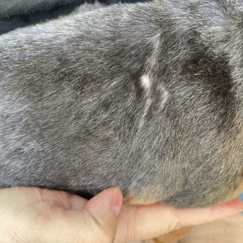 Petco - Bald spot - Pet Stores Near Me - Union City, California