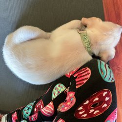 Inner Diva Studios - Puppy Yoga