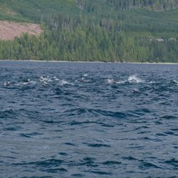 Eagle Eye Adventures - 150+ Pacific White Sided Dolphins