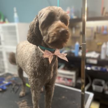 Happy Paws Pet Grooming - Pet Groomers Near Me - Atascadero, California Happy Paws Pet Grooming - Pet Groomers Near Me - Atascadero, California
