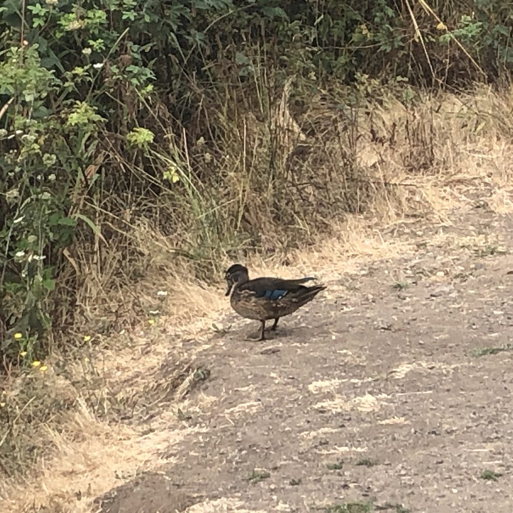 Salmon Creek Greenway Trail - Looks like a wood duck - Parks Near Me - Vancouver, Washington