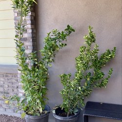 RSI Growers - Getting ready to put these in the ground for lemons and limes