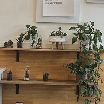 Plentea - Plant decoration - Tea Rooms Near Me - San Francisco, California Plentea - Plant decoration - Tea Rooms Near Me - San Francisco, California