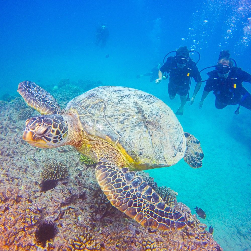 Oahu Diving - Scuba Diving Near Me - Honolulu, Hawaii