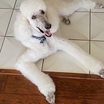 Magic Pet Spa - Damon -11 yr old poodle after grooming at Magic Pet Spa. - Pet Groomers Near Me - Irvine, California Magic Pet Spa - Damon -11 yr old poodle after grooming at Magic Pet Spa. - Pet Groomers Near Me - Irvine, California