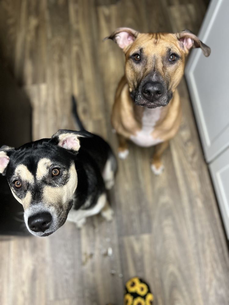 SC Pet Services - pet boarding facility in Lexington, KY