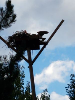 Salmon Gypsy Bed & Breakfast by null