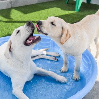 Dog Days - Pet Boarding Near Me - San Diego, California Dog Days - Pet Boarding Near Me - San Diego, California