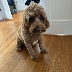 Picasso Dog Groomery - Overall cut