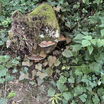 Saltwater State Park - Mushrooms - Parks Near Me - Des Moines, Washington Saltwater State Park - Mushrooms - Parks Near Me - Des Moines, Washington