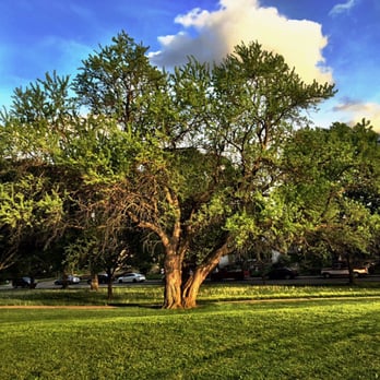 Highland Park - Trees are the bee's knees. - Parks Near Me - Indianapolis, Indiana