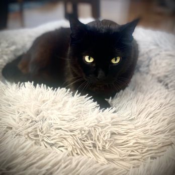 Veterinary Pet Sitting Professionals - Pet Sitting Near Me