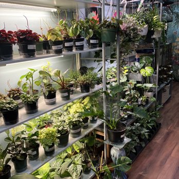 The Moss Works - Some items - Nurseries & Gardening Near Me - Gresham, Oregon