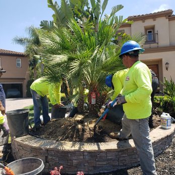 Moon Valley Nurseries - The Crew planting the Palm. - Landscaping Near Me - Escondido, California Moon Valley Nurseries - The Crew planting the Palm. - Landscaping Near Me - Escondido, California