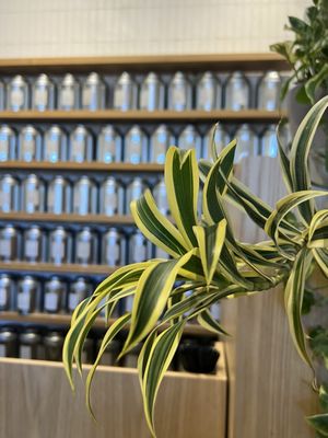 Miro Tea by null