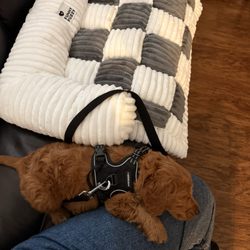 California Goldendoodle - Enzo at 8 weeks