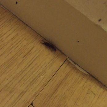 Breakers Montauk - Huge pincher bugs crawling around bed. Dangerous and unsanitary - Hotels Near Me - Montauk, New York