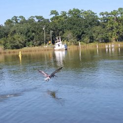 WildNative Tours - Brown Pelican