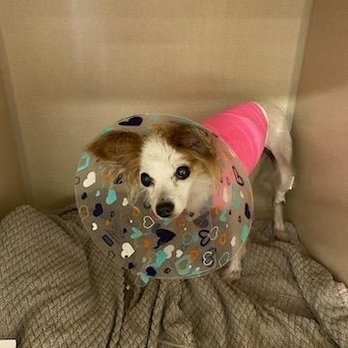 TrueCare for pets - Day 2 overnight picture from True Care showing Moms that I'm okay! - Veterinarians Near Me - Studio City, California TrueCare for pets - Day 2 overnight picture from True Care showing Moms that I'm okay! - Veterinarians Near Me - Studio City, California