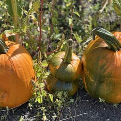 Arata's Pumpkin Farm - Just pumpkinning