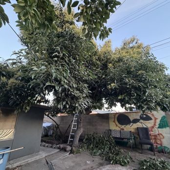 tree service - Before - Tree Services Near Me tree service - Before - Tree Services Near Me