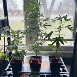 Decent sized clones! Northern lights, Fullgas, Super Boof