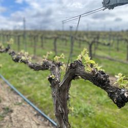 Tranche - Clairette Blanche vines in early Spring.