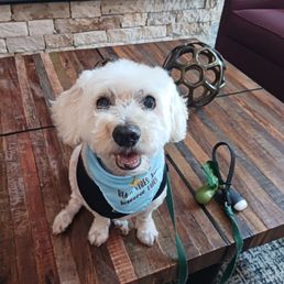 Maverick showing off his new bandana and clean, new hairdo after a spa day with Park and Bark.