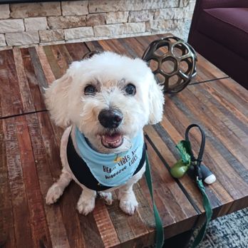 Park and Bark - Maverick showing off his new bandana and clean, new hairdo after a spa day with Park and Bark. - Pet Groomers Near Me - Austin, Texas