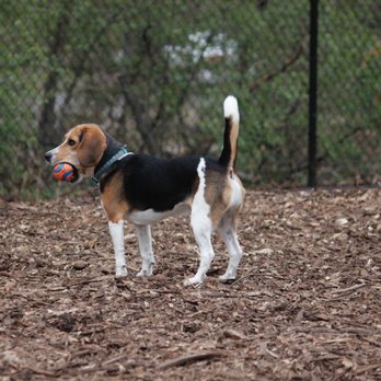 At Cabin John Dog Park Photo By Politics Unmasked Yelp