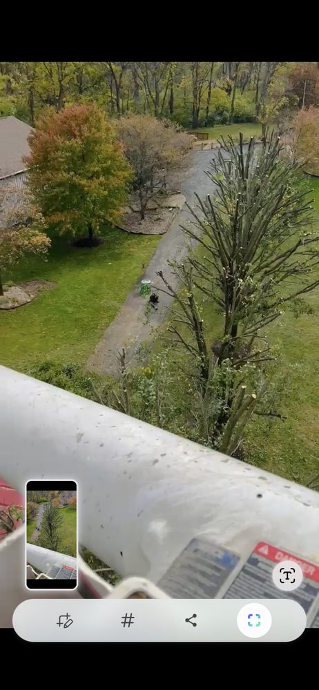 Red Mapple Tree Service - tree service in Indianápolis, IN