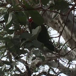 Wilfred Taylor Reserve - Wildlife at its best
