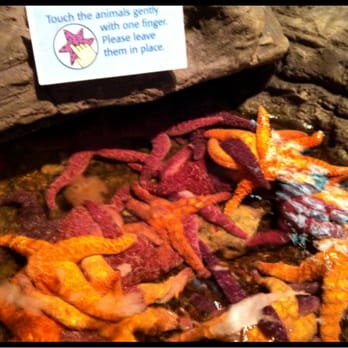 Seattle Aquarium - SEATTLE AQUARIUM: starfish!!! - Aquariums Near Me - Seattle, Washington Seattle Aquarium - SEATTLE AQUARIUM: starfish!!! - Aquariums Near Me - Seattle, Washington