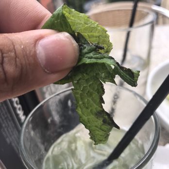 Bar Louie - Granger - Past due mint leaf. - Bars Near Me - Granger, Indiana Bar Louie - Granger - Past due mint leaf. - Bars Near Me - Granger, Indiana